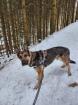 Anubis sucht eine liebe Familie